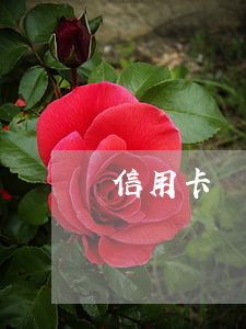 信用卡從來不逾期(信用卡從來不逾期是真的嗎)