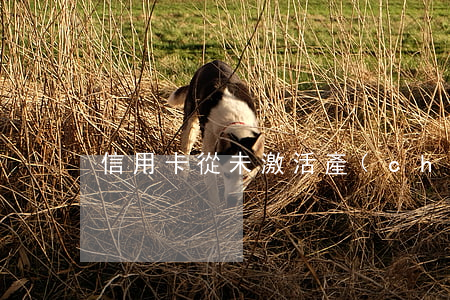 信用卡從未激活產(chǎn)生逾期