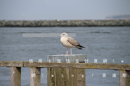 信用卡微信支付寶網(wǎng)貸全逾期(網(wǎng)貸逾期影響微信分付嗎)