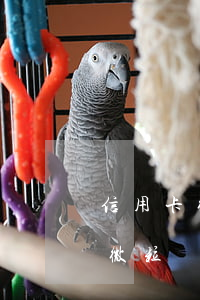 信用卡微粒貸網(wǎng)商貸全面逾期(微粒貸利息比網(wǎng)商貸高)