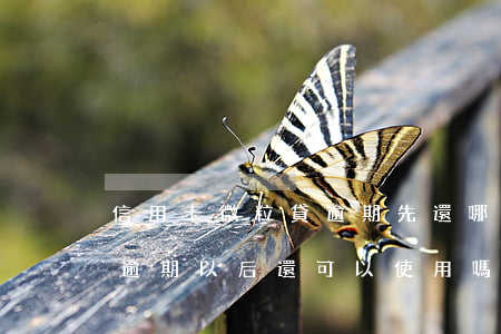 信用卡微粒貸逾期先還哪個(gè)(微粒貸逾期以后還可以使用嗎)