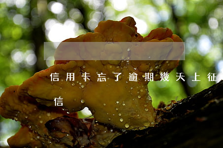 信用卡忘了逾期幾天上征信嗎(忘記還款上征信)