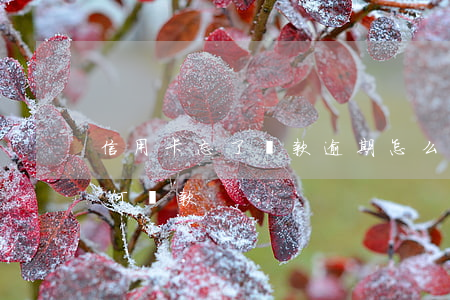 信用卡忘了還款逾期怎么辦(逾期的信用卡如何還款)