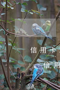 信用卡忘記了少還十幾塊逾期費(fèi)-信用卡忘記了少還十幾塊逾期費(fèi)怎么辦