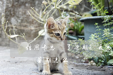 信用卡忘記了逾期2天(忘記還信用卡逾期一個星期怎么辦)