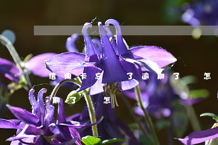 信用卡忘記了逾期了會怎樣(信用卡忘記了逾期了會怎樣)