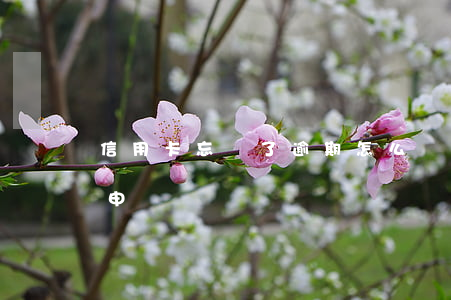 信用卡忘記了逾期怎么辦(信用卡逾期了可以申訴嗎)