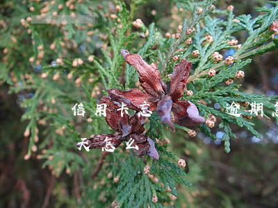 信用卡忘記歸還逾期怎么辦(忘記還信用卡3天怎么辦)