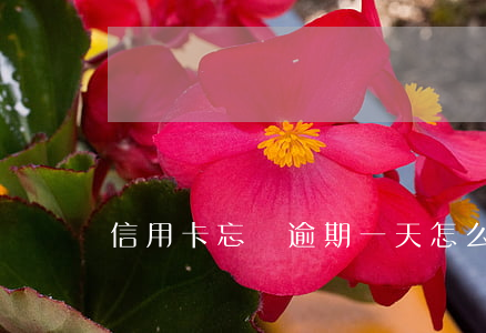 信用卡忘記逾期一天怎么辦(信用卡逾期一天)