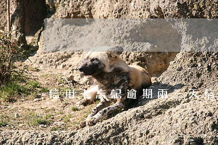 信用卡忘記逾期兩三天(信用卡 逾期 兩天)