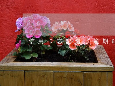 信用卡忘記還了逾期6天