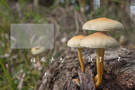 信用卡忘記還款了會不會逾期(忘記還信用卡會怎樣)