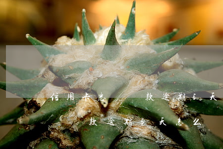 信用卡忘記還款逾期5天怎么辦-信用卡忘記還款逾期5天怎么辦理