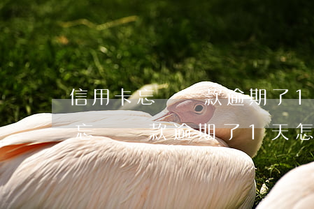 信用卡忘記還款逾期了1天怎么辦-信用卡忘記還款逾期了1天怎么辦啊交通銀行