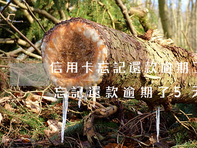 信用卡忘記還款逾期了5天怎么辦-信用卡忘記還款逾期了5天怎么辦啊