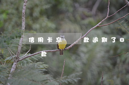 信用卡忘記還款逾期了8天(信用卡6天忘記還款)