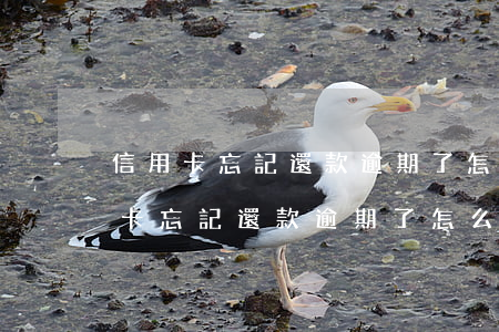信用卡忘記還款逾期了怎么免利息還款（信用卡忘記還款逾期了怎么免利息）