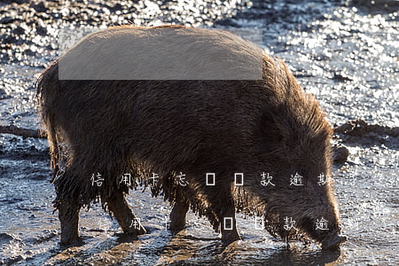 信用卡忘記還款逾期了怎么補(bǔ)救-信用卡忘記還款逾期了怎么補(bǔ)救呢