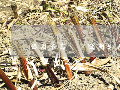 信用卡忘記還逾期5天(忘記還信用卡逾期一個星期怎么辦)