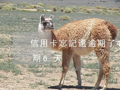 信用卡忘記還逾期了4天(信用卡忘記還了逾期6天)