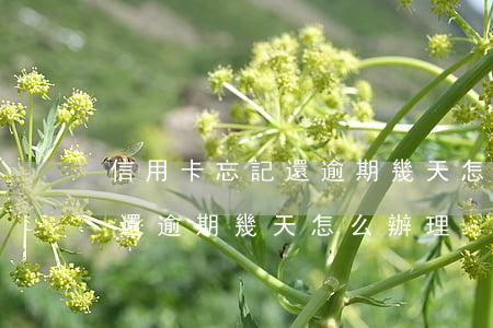 信用卡忘記還逾期幾天怎么辦-信用卡忘記還逾期幾天怎么辦理
