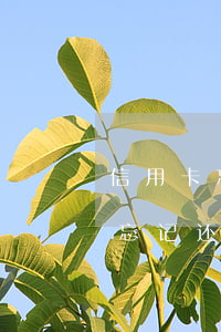 信用卡忘记还了逾期十天上征信吗-信用卡忘记还了逾期十天上征信吗有影响吗