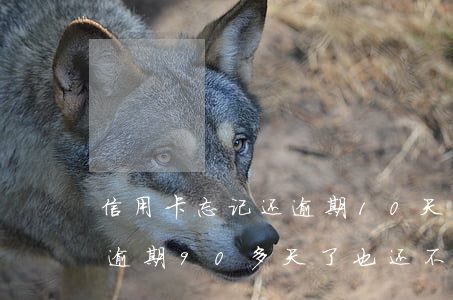 信用卡忘记还逾期10天怎么办-欠信用卡逾期90多天了也还不上怎么办?