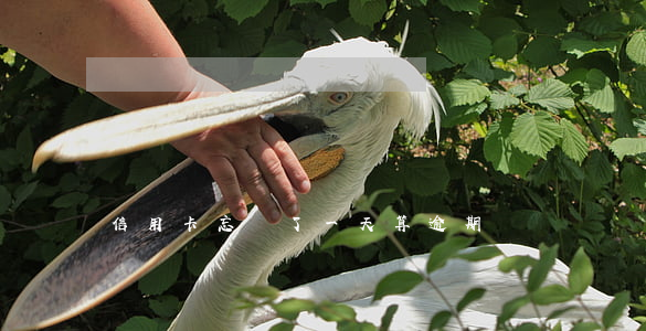 信用卡忘還了一天算逾期嗎