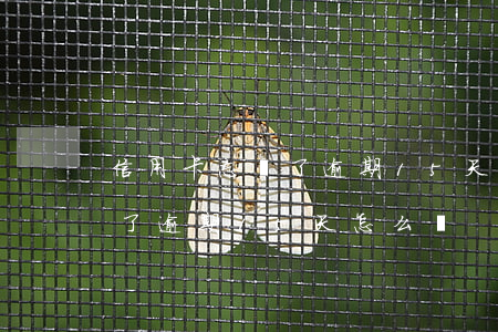 信用卡忘還了逾期15天怎么辦(信用卡忘還了逾期15天怎么辦)