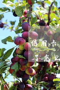 信用卡忘還逾期了貸款(信用卡忘記還款逾期了怎么辦)