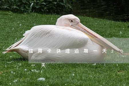 信用卡快速逾期一天(2020年信用卡逾期一天)