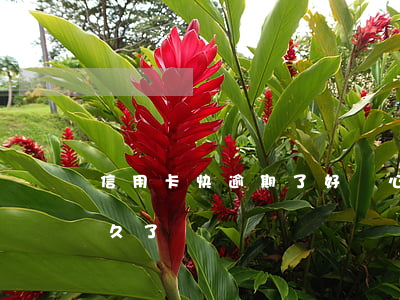 信用卡快逾期了好鬧心(你們的信用卡逾期多久了)