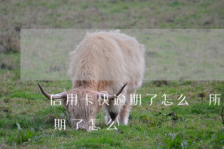 信用卡快逾期了怎么辦(所有的貸款信用卡逾期了怎么辦)