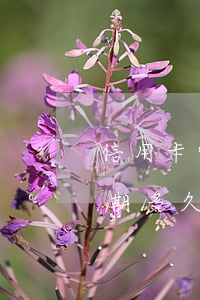 信用卡快逾期來(lái) 你們的信用卡逾期多久了