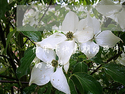信用卡快逾期的照片怎么處理（信用卡快逾期的照片）