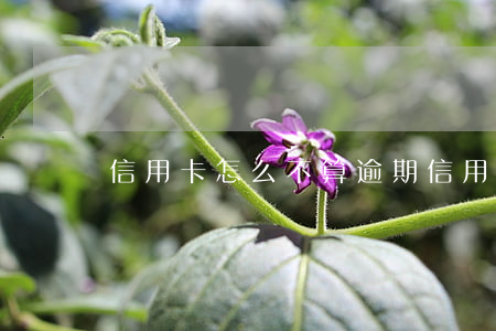 信用卡怎么不算逾期(信用卡逾期多久算逾期)