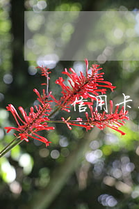 信用卡怎么停息還本(信用卡怎么停息還本)