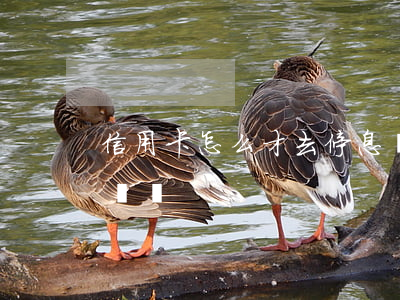 信用卡怎么才去停息掛賬(如何讓信用卡停息掛賬)