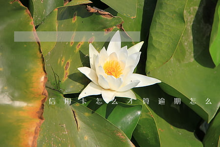 信用卡怎么才算逾期 怎么样才算信用卡逾期