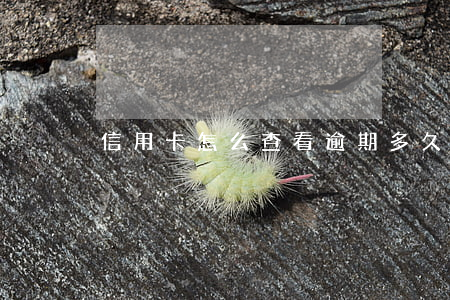 信用卡怎么查看逾期多久