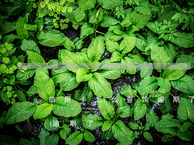 信用卡怎么查詢逾期了多久（信用卡怎么查詢逾期了）