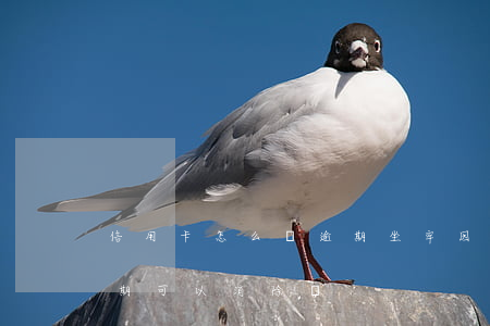 信用卡怎么樣逾期坐牢(因坐牢造成信用卡逾期可以消除嗎)