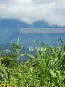 信用卡怎么注銷(信用卡怎么注銷和銷戶)