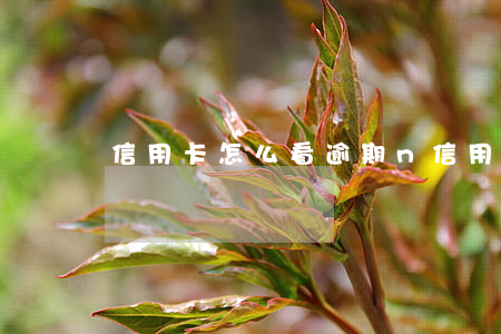 信用卡怎么看逾期n(信用卡怎么看逾期記錄)