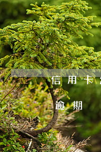 信用卡怎么看逾期費用(如何看信用卡有沒有逾期)