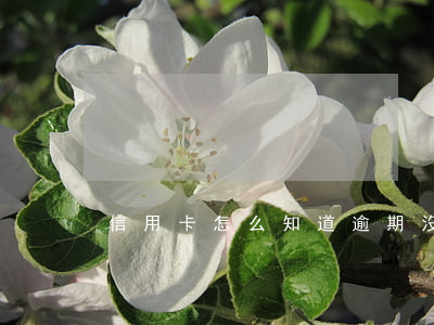 信用卡怎么知道逾期沒