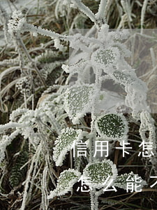 信用卡怎么能不影響征信停息掛賬-信用卡怎么能不影響征信停息掛賬呢