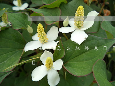 信用卡怎么能停息掛賬(信用卡怎么做停息掛賬)