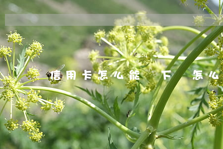 信用卡怎么能辦下來(怎么才能辦下來信用卡)