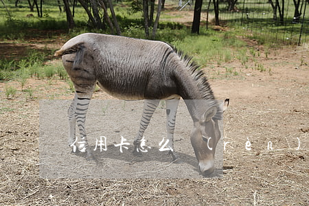 信用卡怎么認(rèn)定是惡意透支